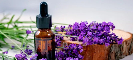 10 Lavender Oil Benefits for Major Diseases and Minor Ailments - diannesessentialoilscoaching