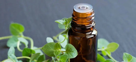 Oregano Oil Benefits for Infections, Fungus & Even the Common Cold - diannesessentialoilscoaching