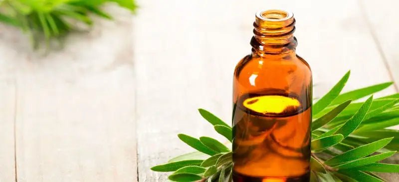 Top Tea Tree Oil Uses and Benefits - diannesessentialoilscoaching